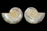 Cut & Polished, Agatized Ammonite Fossil - Jurassic #100527-1